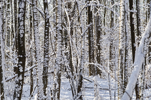 park wood nyc trees winter white snow ny cold sigma explore statenisland d300 2470mm blueheronpark robertcatalano