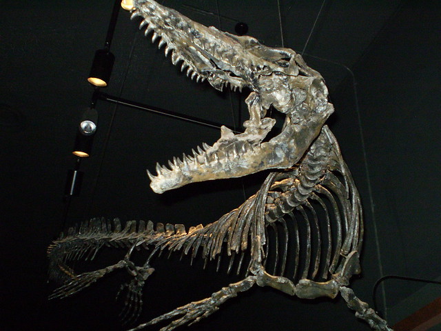 mosasaur skeleton front view