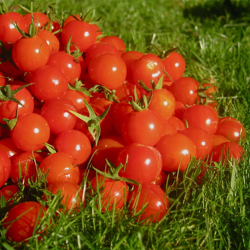 red summer food color green grass square shine vegetable tomatoe 500x500 supershot photoartbloggroup