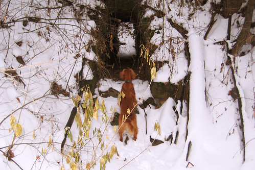 winter dog snow minnesota goldenretriever hike trail theo mn mankato sakatah thedore sakatahtrail