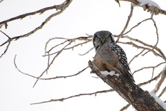 Northern Hawk Owl - Project 365 Day 11