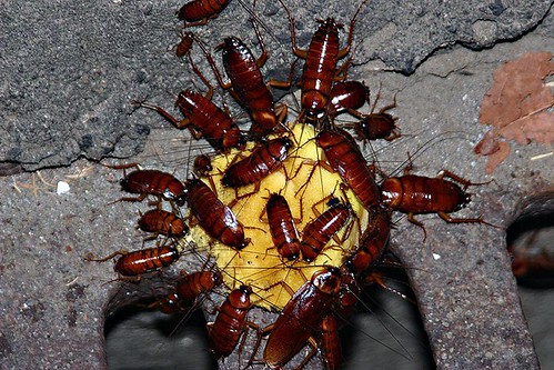 Cockroaches feeding on a mango stone in a gully somewhere at manila bay. Image and caption courtesy Ric_K on Flickr.