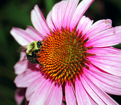 flower macro closeup insect nikon bee bumblebee coneflower pollen soe d40