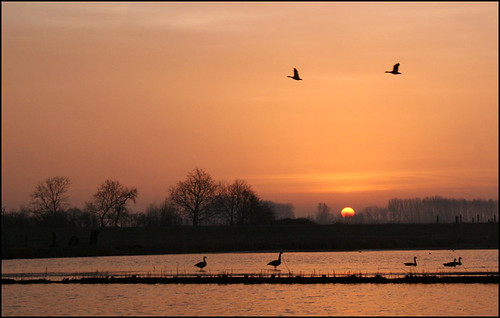 morning holland golden linge daybreak gelderland betuwe goldstaraward rhenoy