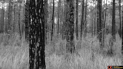 travel winter vacation grass pinetree forest texas blackandwhitephotography naturephotography lakesamrayburn blackwhitephotos sal1870 jaspertexas theamount sonyalphalearningcenter sonyphotographing 102mpsonyalphadslra200 hwy255 twindikespark ©rmstringerphotography httpartifactsglitchtlaccesspointstxt