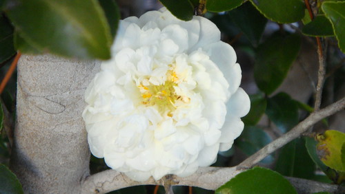 whiteflower camellia sasanqua yardplants 20090109