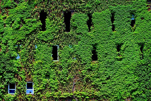pictures life blue windows summer sky plants abstract color reflection building green art texture abandoned broken window nature glass overgrown leaves wall architecture photography climb photo mainstreet day pattern view natural photos pennsylvania decay grow picture ivy vine scene climbing pa growth reflect photographs photograph fractal growing mainst overgrowth clinging urbex edwardsville