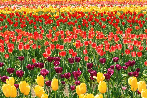 holland michigan tulip flowers colorful photofaceoffwinner pfosilver pfogold challengew pfohiddengem cw bigmomma herowinner show friendlychallenges