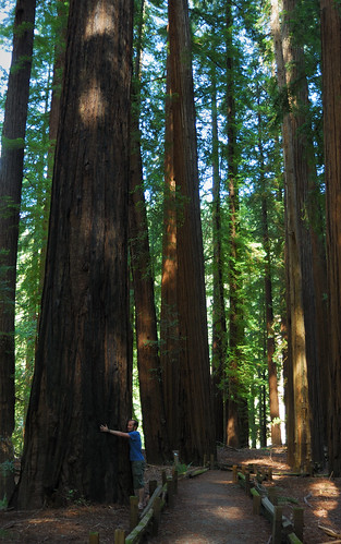 california usa grove redwood naturesfinest coastredwood sequoiasempervirens richardsonsgrove tallesttrees