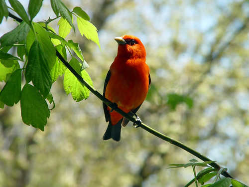 Scarlet Tanager