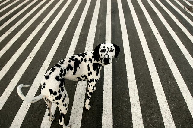 Dots or Stripes - Street Photography and The Art of Composition