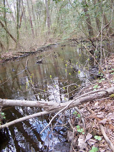 water creek forest woodland woods stream swamp wetlands brook
