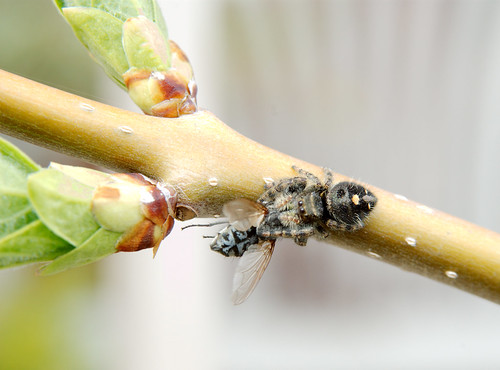 macro lilac jumpingspider bot hoverfly syrphidae salticidae phidippusworkmani syringaxprestoniae sigma28135if