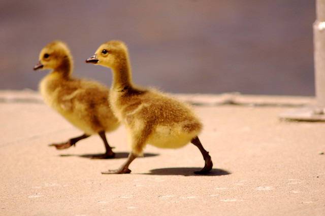 Baby geese