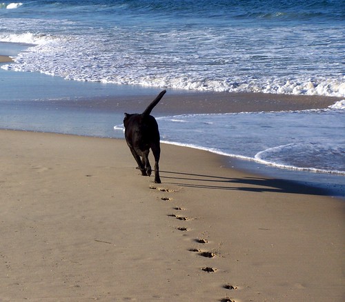 dog beach newcastle foot labrador tracks footprints nsw prints choco blacksmiths
