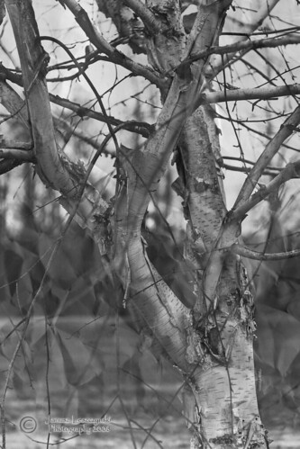 winter cold tree texture naked geotagged glen valley birch langley janusz leszczynski 3432 platinumphoto surreyphotographyclub geo:lat=49147107 geo:lon=122471809