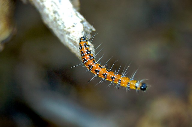 A Centipede's Shallow Depth of Field
