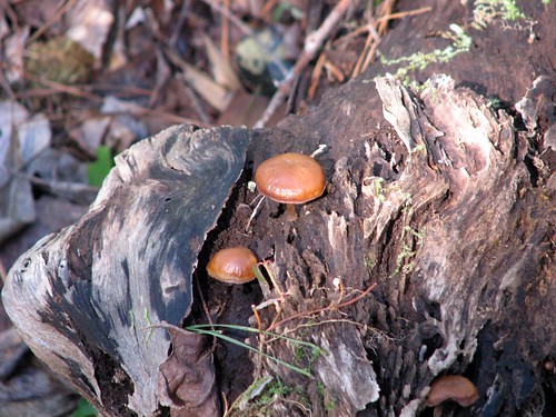 statepark park nature mushrooms outdoors nc northcarolina goosecreek