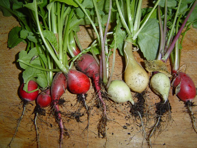 Radishes as Christmas lights?