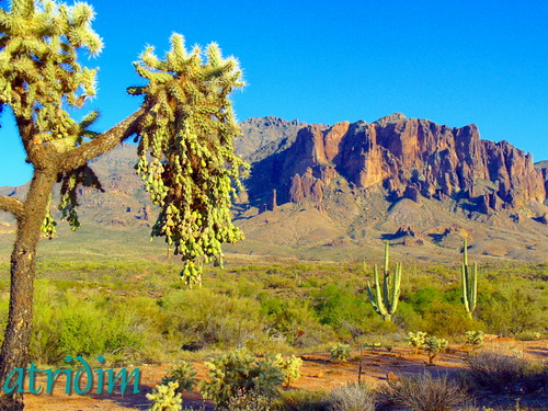 arizona cactus mountains cacti photo flickr desert cholla apachetrail saguarocactus superstitionwilderness superstitionmountain tontonationalforest atridim