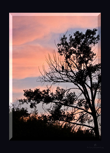 sunset tree bird southdakota turkey wildlife sd canon350d prairie canoneosdigitalrebelxt photoshopelements