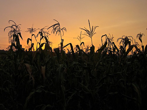 sunset spain corn europe flickr ixus850is briallos caminoportuguese