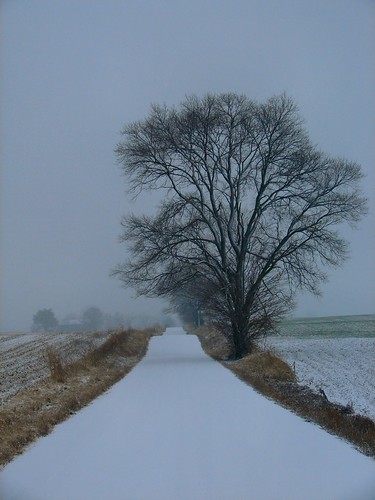 road morning winter snow tree day sad cloudy indiana lonely lawrencecounty codyroad pwwinter