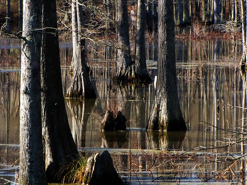 wood travel trees usa lake reflection nature water canon landscapes daylight scenery view state south country peaceful powershot bayou swamp daytime arkansas reflexions cypresses tranquil beautifulearth baldcypress cypressknees sx10is waltphotos