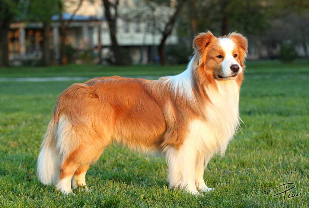 Image result for orange border collie