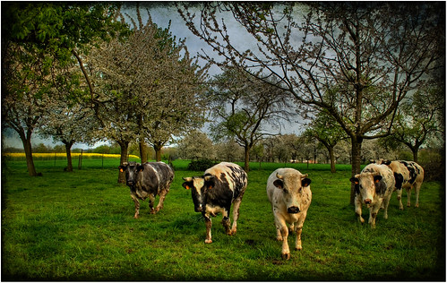 green texture milk cows belgium blossoms experiment curious hdr limburg koeien rapeseed rephotography looz borgloon koolzaad katarakt darkborder img9965