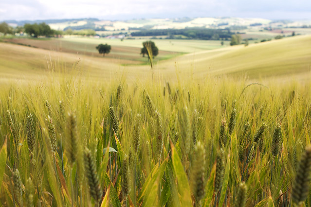 Wheat country from Flickr via Wylio