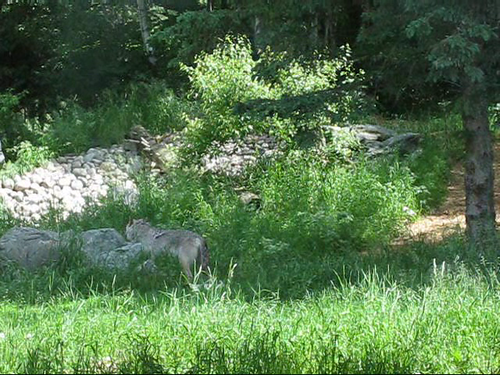 male minnesota animal wolf ely 2008 carnivore internationalwolfcenter longphoto grizzer ambassadorwolf canislupusnubilus
