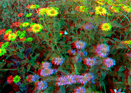 plant flower butterfly stereoscopic stereophoto 3d anaglyph iowa siouxcity anaglyphs redcyan 3dimages 3dphoto 3dphotos 3dpictures siouxcityia stereopicture