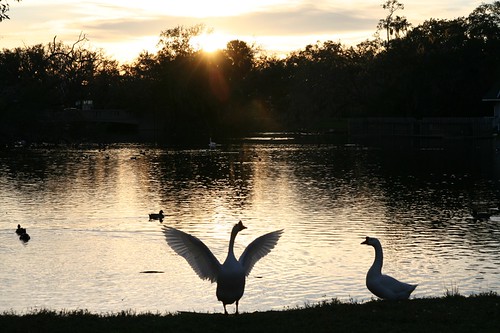 sunset birds dusk neworleans ducks citypark liveoaks