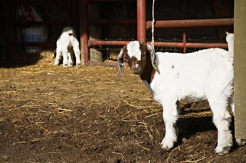 farm goat northcarolina 2008 karens trenton 4psranch