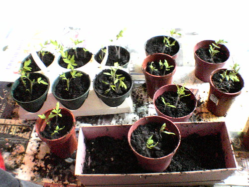 Growing tomatoes from seed