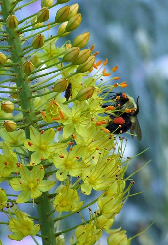 ohio cleveland bumblebee bombus kirtland foxtaillily holdenarboretum hbw orangepollen eremurusbungei lanterncourt treehugger007