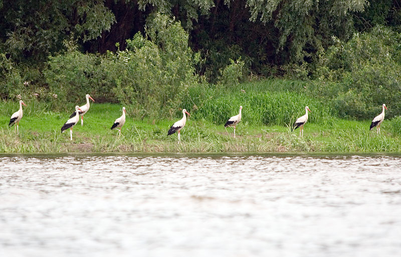 Фотография 'Восемь аистов на берегу реки'