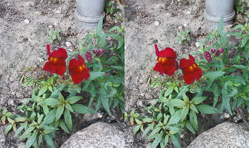 red flower stereophotography 3d rügen sidebyside stereo3d altefähr s3d bernhardschipper dustdbugger ferienwohnungschulte