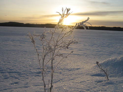 schnee sunset lake snow plant macro finland see frozen finnland branch sonnenuntergang sundown makro strauch digitalphotography gefroren pielavesi digitalefotografie canonpowershota430 makrofotografie tobiasahölken