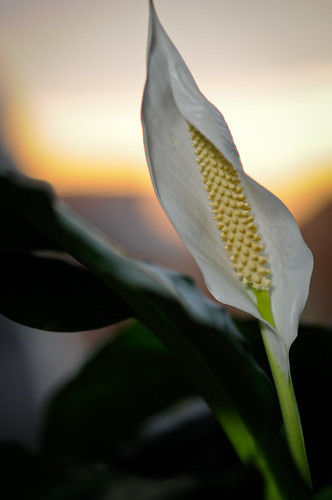 morning greenleaves sunrise whiteflower dof houseplant spathe peacelily spadix lightsphereii nikon105mm sb600speedlight shinyleaves nikkor105mmf28gvmicro clouddiffuser nikond300s
