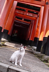 Cat at Fushimi Inari Taisha, Kyōto