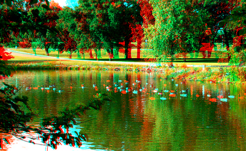 lake reflection bird geese stereoscopic stereophoto 3d spring anaglyph anaglyphs redcyan 3dimages 3dphoto 3dphotos 3dpictures stereopicture