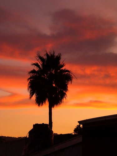 sunset palm tijuana palmera