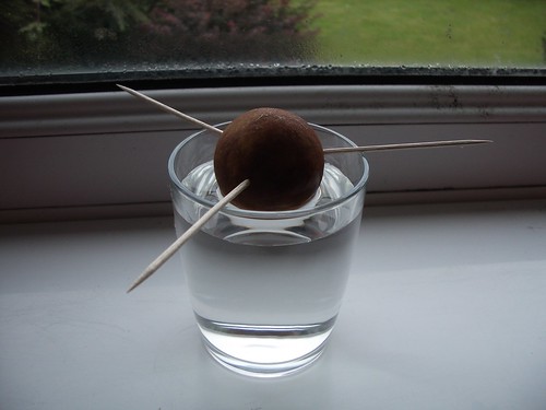 How to Grow an Avocado Plant from the Seed