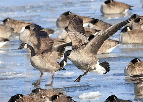 birds geese flight