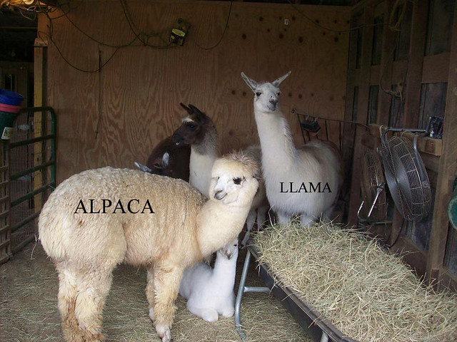 The difference between alpacas and llamas | Flickr - Photo Sharing!