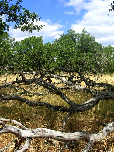 trees tree overgrown field grass landscape dry driftwood prairie