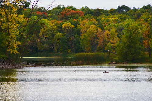 autumn lake fall colors minnesota digital reflections geese pentax goose dslr priorlake k100d justpentax