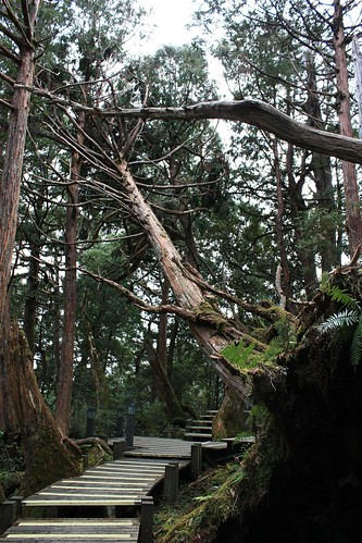 forest geotagged collapse cypress ilan 太平山 geo:tool=yuancc canoneoskissx2 geo:lat=24493518 geo:lon=121536117
